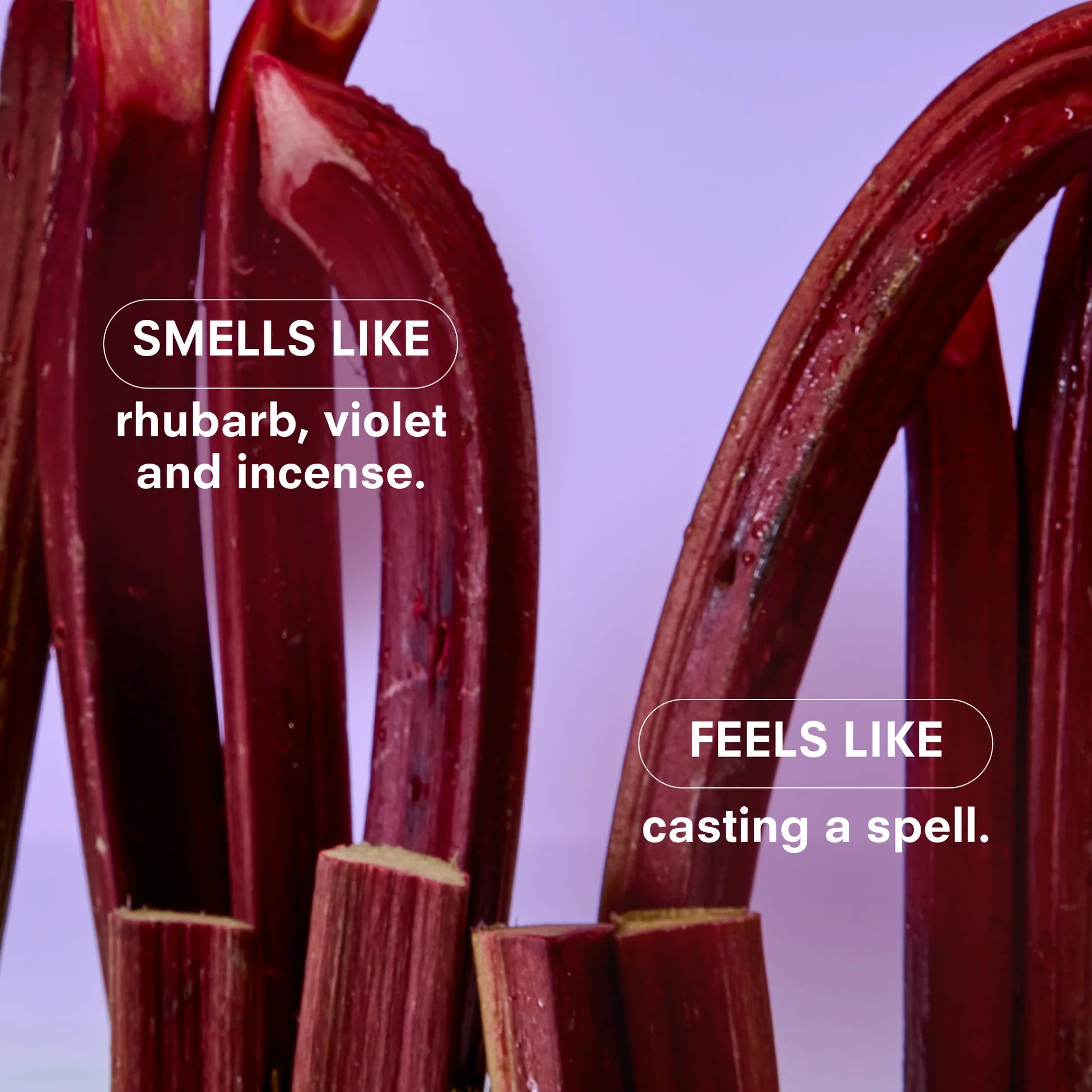 Boy Smells Violet Ends Perfume